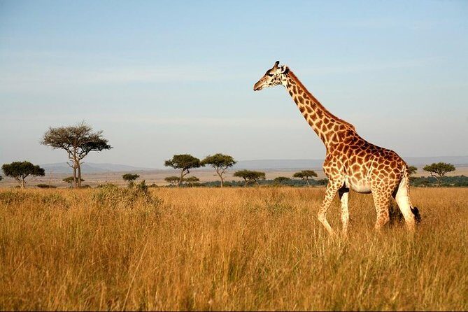 6 Days of Kenyan Wonders: Amboseli, Lake Nakuru, and Masai Mara - The Sum Up