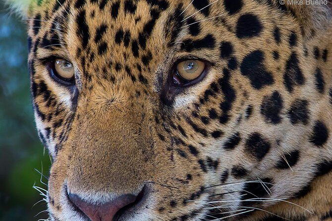 6-days-pantanal-and-jaguar-safari-departing-from-cuiaba
