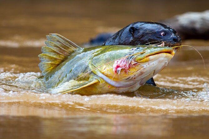 6-days-pantanal-and-jaguar-safari-departing-from-cuiaba