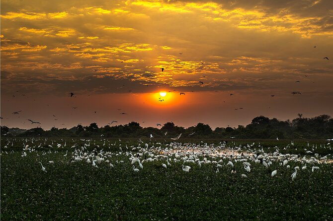 6-days-pantanal-and-jaguar-safari-departing-from-cuiaba