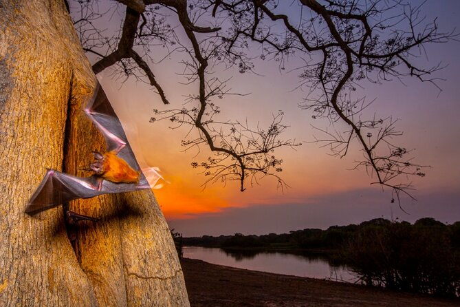 6-days-pantanal-and-jaguar-safari-departing-from-cuiaba
