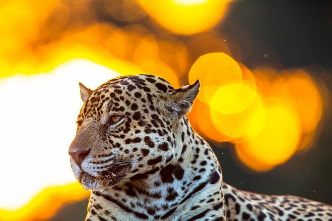6-days-pantanal-and-jaguar-safari-departing-from-cuiaba