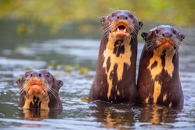 6-days-pantanal-and-jaguar-safari-departing-from-cuiaba