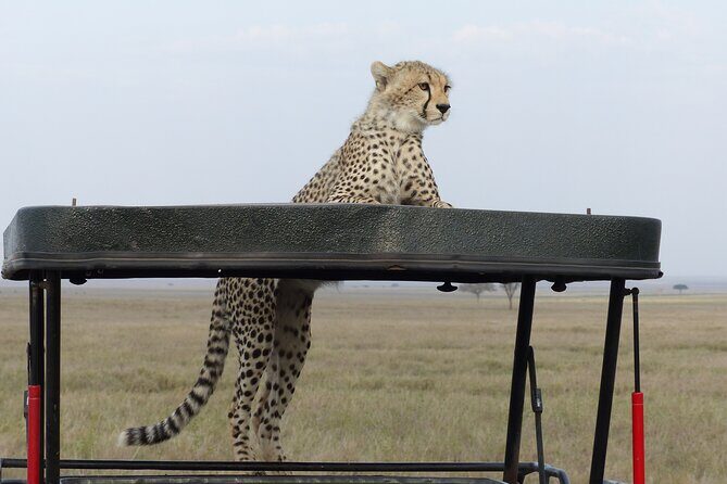 6 Days Private Budget Safari - Practical Aspects