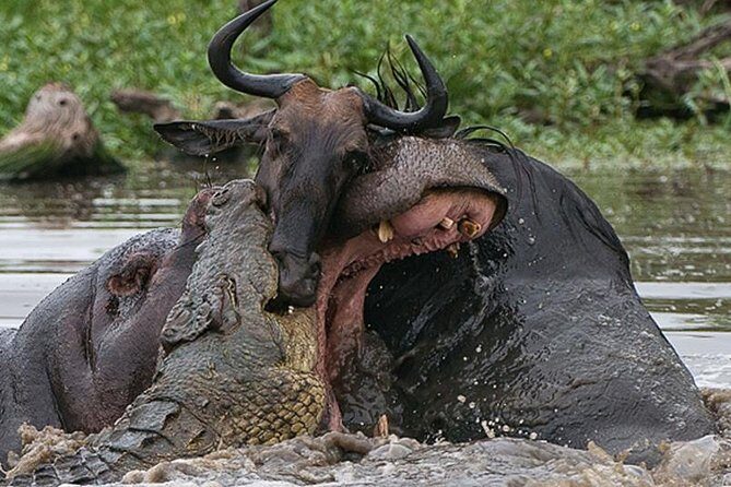 6 Days Private Camping Safari Serengeti, Ngorongoro, Lake Manyara and Tarangire - Final Thoughts