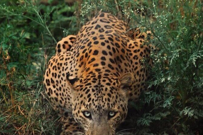 6-Days Private Luxury Golden Triangle Tour with Jhalana Safari - Key Points