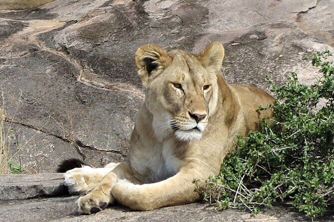 6 Days Private Midrange Tour of Tanzania Safari - Pricing and Value