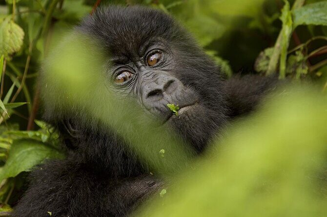 6 days Private Rwanda Primates and Wildlife Experience Tour - Exploring the 6 Days Private Rwanda Primates and Wildlife Experience Tour