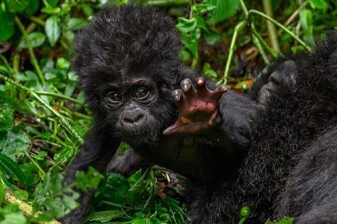 6 days Private Rwanda Primates and Wildlife Experience Tour - Key Points  