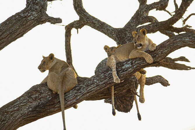 6 Days Private Safari with Mid-range Lodges or Camps - Key Points