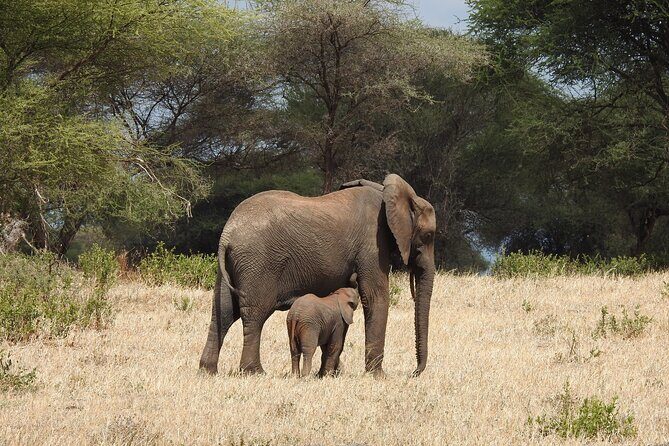 6 Days Private Safari with Mid-range Lodges or Camps - The Itinerary Broken Down