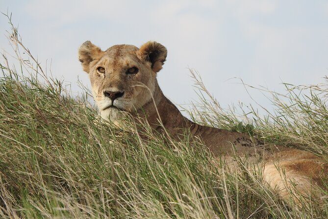 6 Days Private Safari with Mid-range Lodges or Camps - Final Thoughts