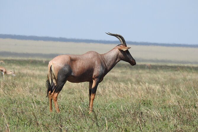 6 Days Private Safari with Mid-range Lodges or Camps - FAQ