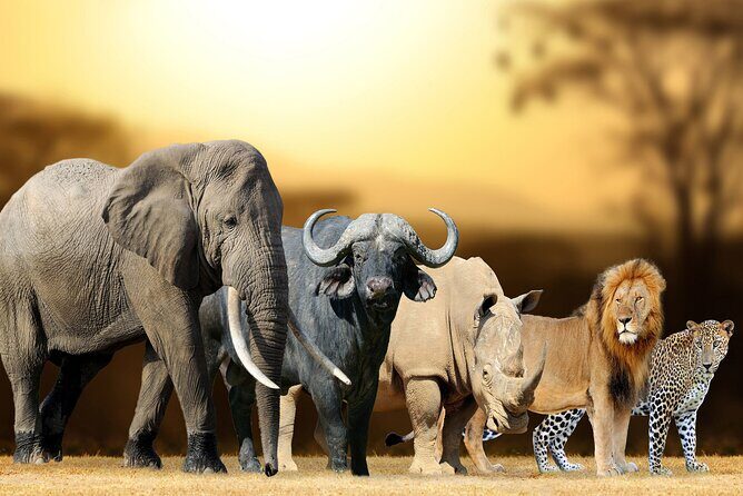 6 Days Private Tanzania Midrange Safari Adventure - Final Thoughts
