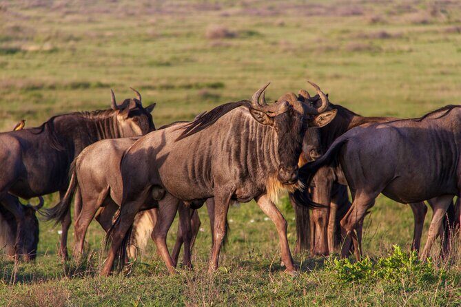 6 Days Private Tour to The Great Wildebeest Migration Calving Season - Final Thoughts