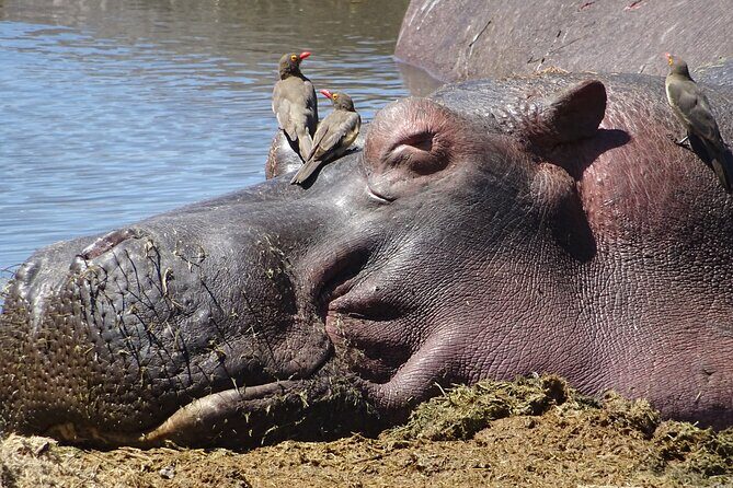 6 Days Private Tour to The Great Wildebeest Migration Calving Season - FAQ
