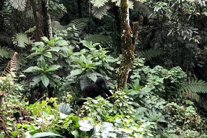 6 Days Rwanda Uganda Budget Wildlife Safari - An In-Depth Look at the 6-Day Rwanda Uganda Safari