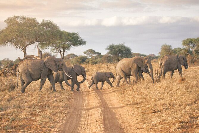 6-days Safari in Northern Tanzania - Key Points