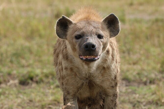 6-days Safari in Northern Tanzania - FAQ about the 6-Day Safari in Northern Tanzania