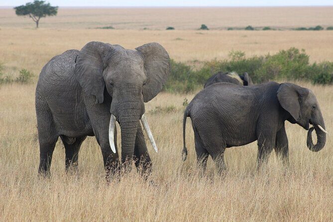 6 Days Safari : Manyara, Ngorongoro, Serengeti & Tarangire National Park - FAQ