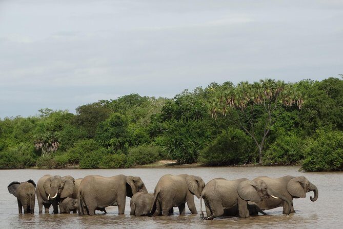 6 Days Safari to Mikumi Np, Udzungwa Mountain NP and Nyerere NP (Selous GR) - Introduction