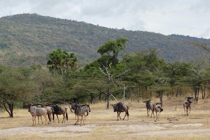 6 Days Safari to Mikumi Np, Udzungwa Mountain NP and Nyerere NP (Selous GR) - Final Thoughts