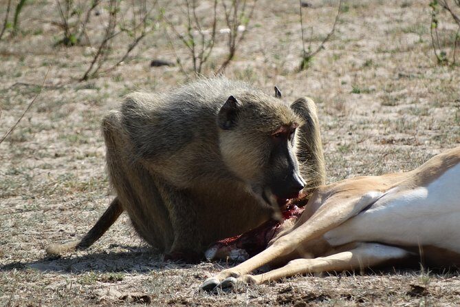 6 Days Safari to Mikumi Np, Udzungwa Mountain NP and Nyerere NP (Selous GR) - Frequently Asked Questions
