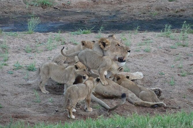 6 Days Safari to Udzungwa Mountain NP, Ruaha NP and Mikumi NP - The Sum Up