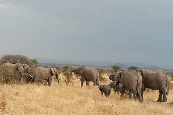 6 Days Safari to Udzungwa Mountain NP, Ruaha NP and Mikumi NP - FAQ
