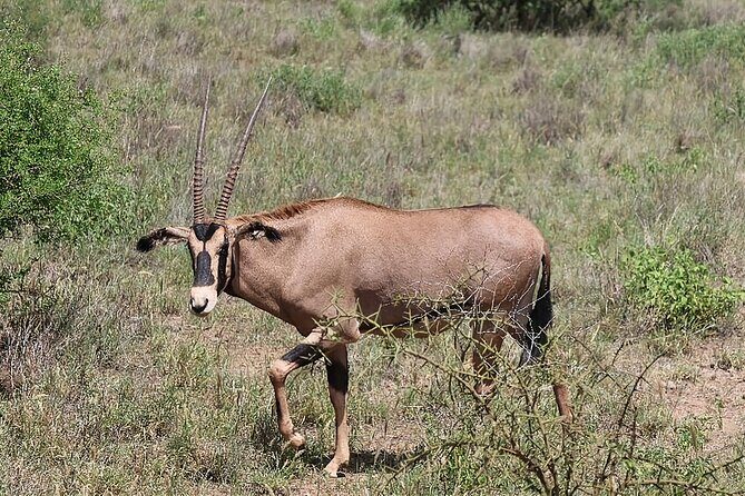 6 Days Safari Tour in Amboseli, Tsavo West and Tsavo East - An In-Depth Look at the 6-Day Safari Experience