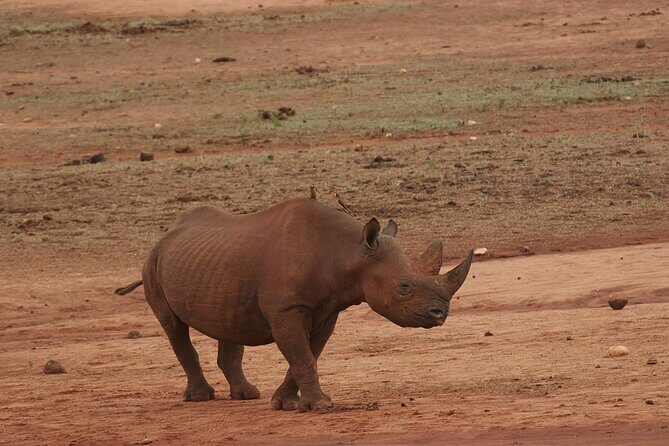 6 Days Safari Tour in Amboseli, Tsavo West and Tsavo East - Final Thoughts