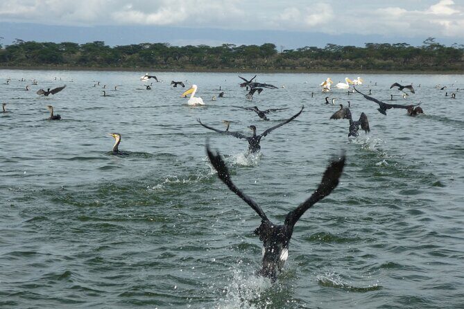 6 Days Safaris to Amboseli N/P, Lake Naivasha and Maasai Mara N/R. - The Safari: A Detailed Breakdown