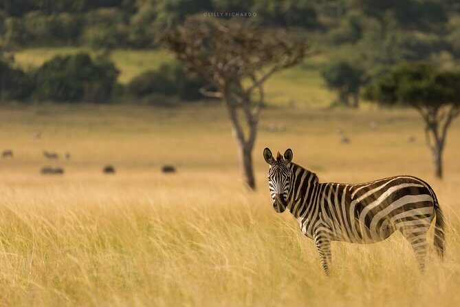 6 Days Safaris to Amboseli N/P, Lake Naivasha and Maasai Mara N/R. - Authentic Experiences and Hidden Gems