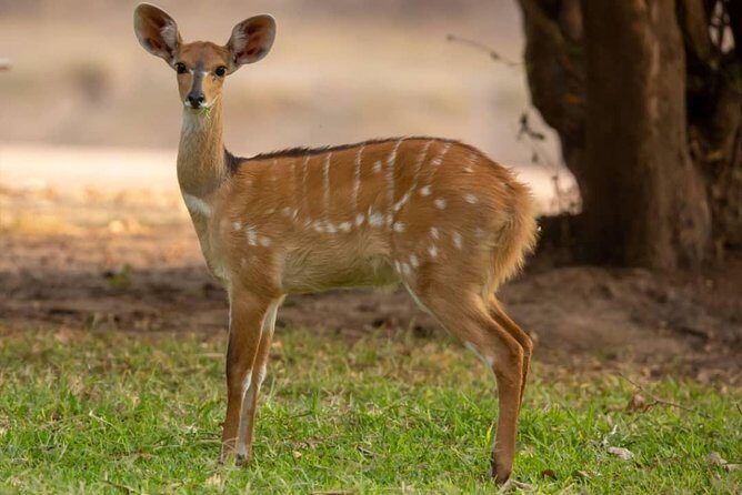 6 Days Selous ,Mikumi Udzungwa National + Boat Safari +Masai culture - Real Experiences and Authentic Insights