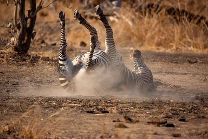 6 Days Selous ,Mikumi Udzungwa National + Boat Safari +Masai culture - The Sum Up