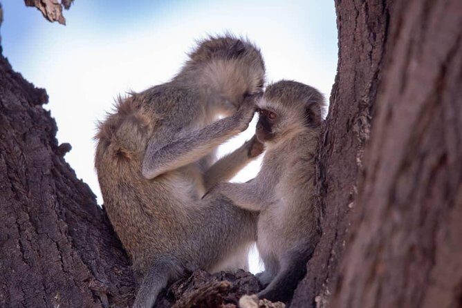 6 Days Selous ,Mikumi Udzungwa National + Boat Safari +Masai culture - FAQ