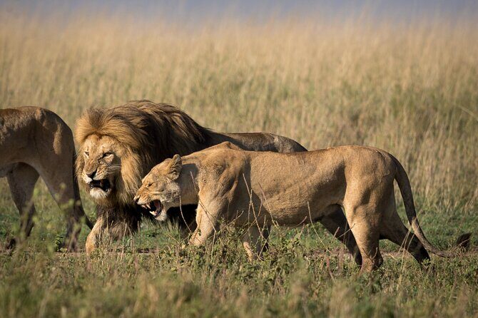 6 Days Serengeti Big Five Mid-Range Lodge Safari in Tanzania - Key Points