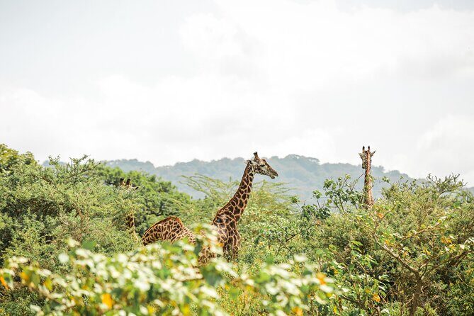 6 Days Serengeti Big Five Mid-Range Lodge Safari in Tanzania - Authentic Experiences Cited from Reviewers