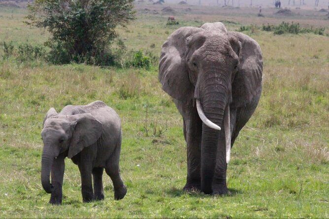6 Days Serengeti Classic Safaris Odyssey in Tanzania - What Makes This Tour Stand Out?