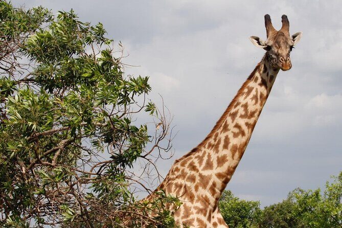 6 Days Serengeti Classic Safaris Odyssey in Tanzania - In Closing