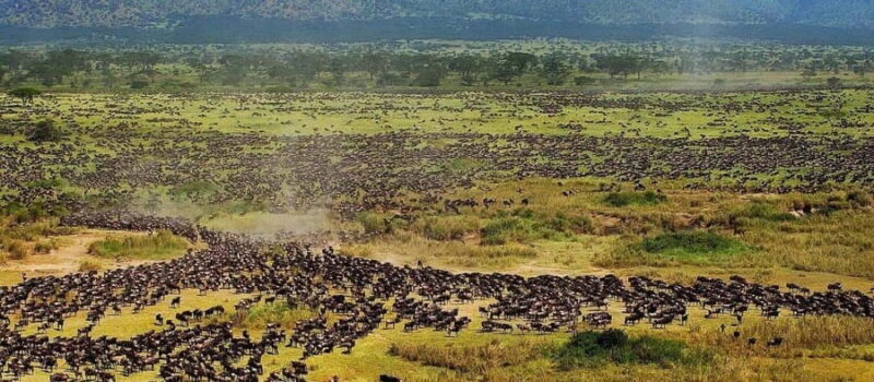 6 Days Serengeti Migration Luxury Safari. - Key Points