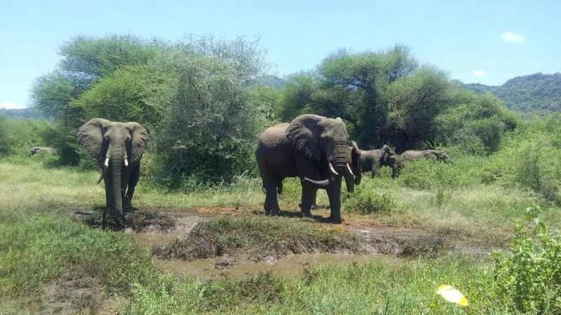 6 Days Serengeti Migration Luxury Safari. - The Itinerary Breakdown