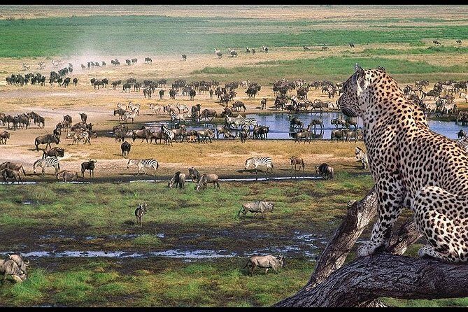 6 Days Serengeti Safari(hiking waterfalls &coffee tour) - FAQ
