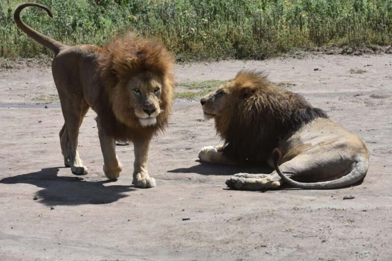 6 Days Serengeti Wildebeest Migration Mara River crossing - Discovering the 6 Days Serengeti Wildebeest Migration Mara River Crossing
