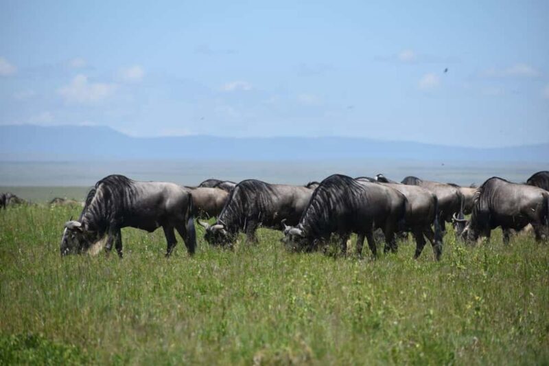 6 Days Serengeti Wildebeest Migration Mara River crossing - Key Points