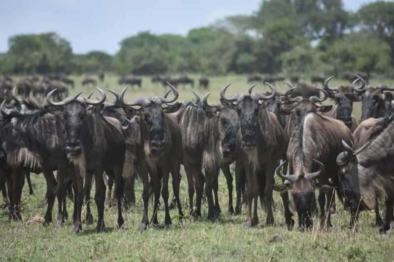 6 Days Serengeti Wildebeest Migration Mara River crossing - Accommodations and Comfort Level