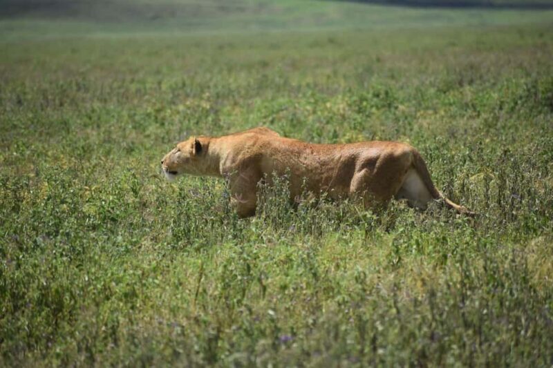 6 Days Serengeti Wildebeest Migration Mara River crossing - Value for Money and Overall Experience