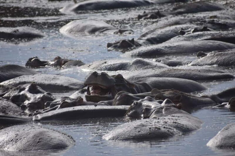 6 Days Serengeti Wildebeest Migration Mara River crossing - Final Thoughts: Who Will Love This Safari?