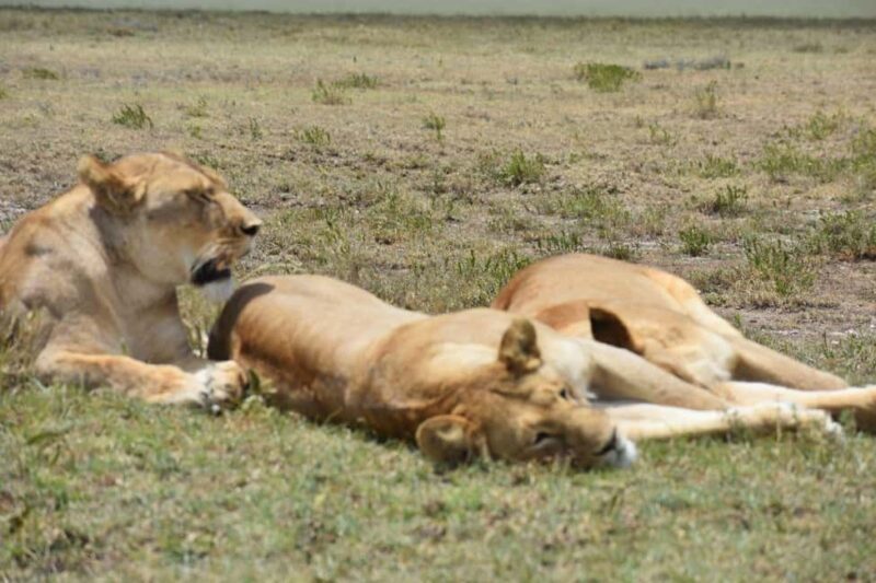 6 Days Serengeti Wildebeest Migration Mara River crossing - Frequently Asked Questions