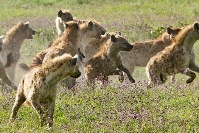 6 Days Serengeti Wildebeest Migration Safari - Who is This Tour Best For?